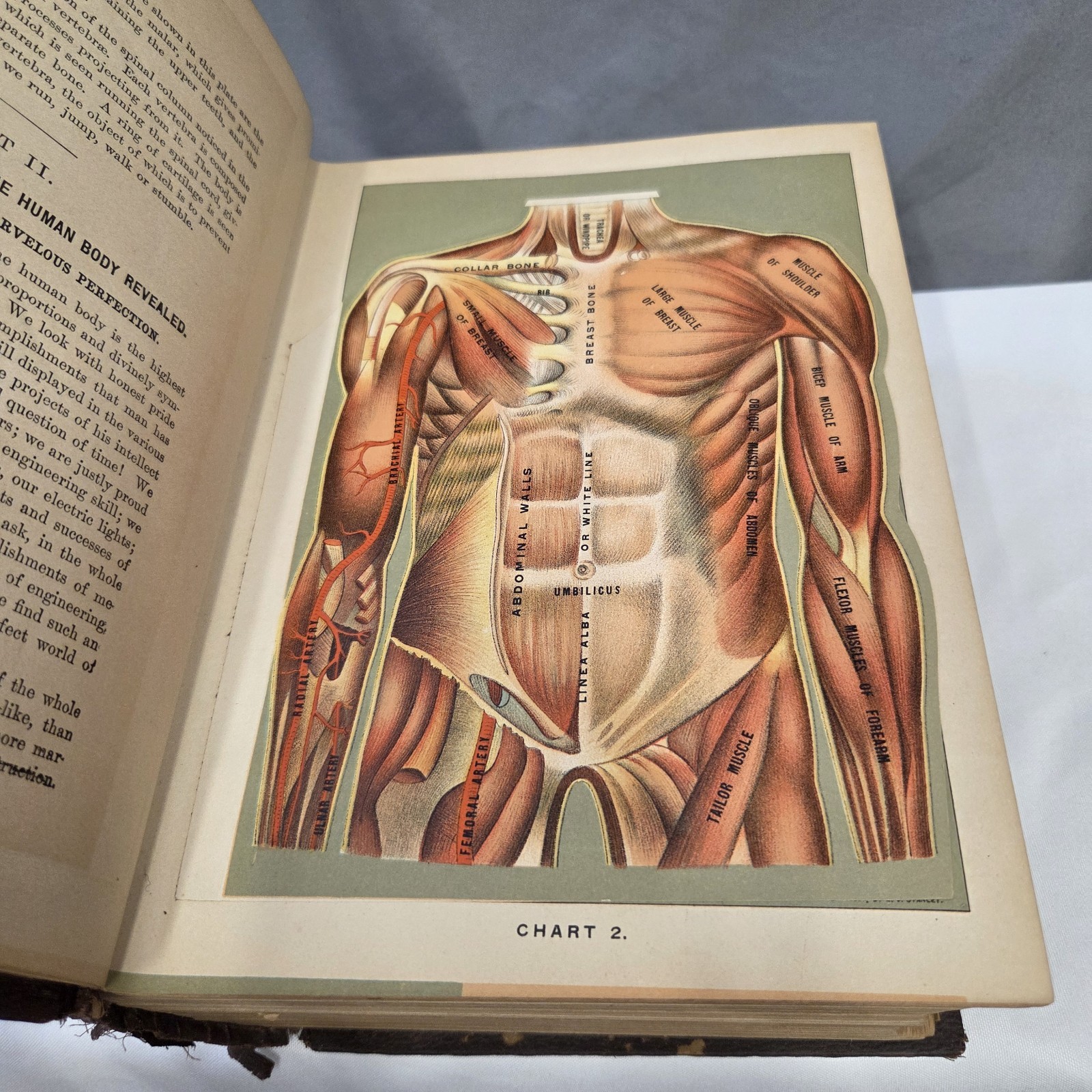 Medicology or Home Encyclopedia of Health 1906 Joseph Richardson 10 volumes in 1
