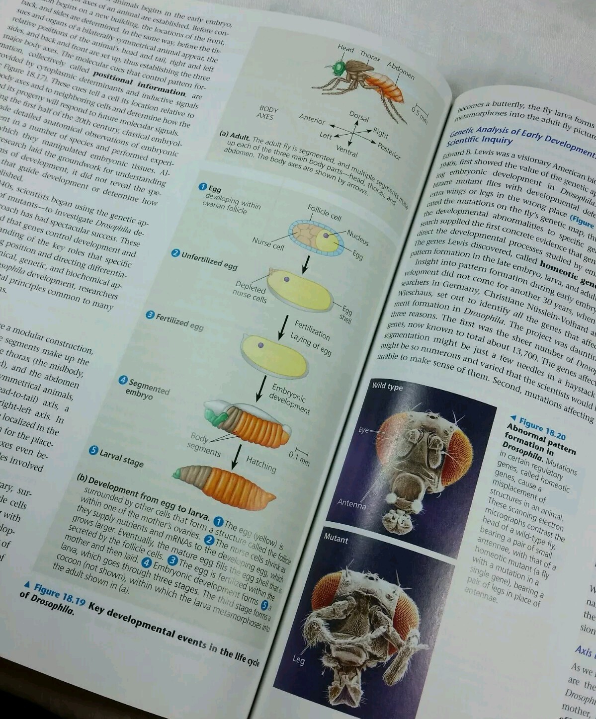Campbell Biology: Bio 107, 2nd Custom Edition for Montgomery College, PB Book